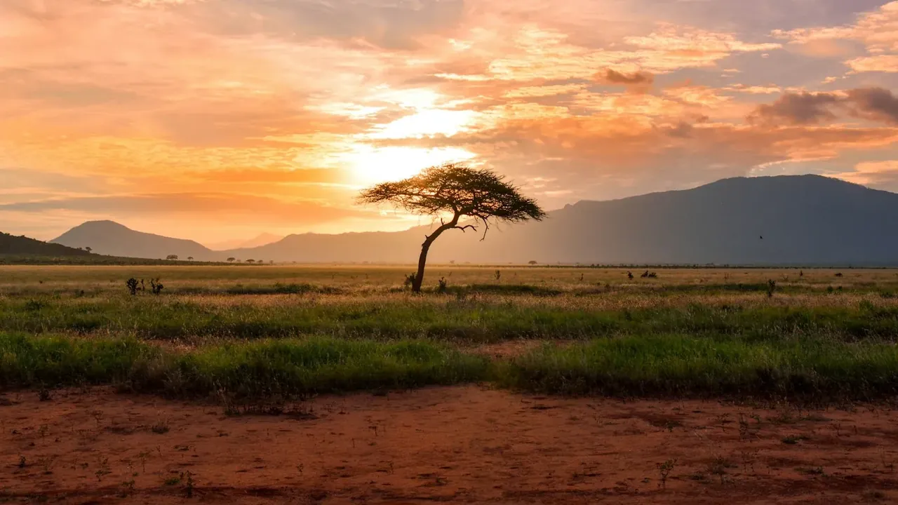 Elephant herd crossing the savanna at sunset