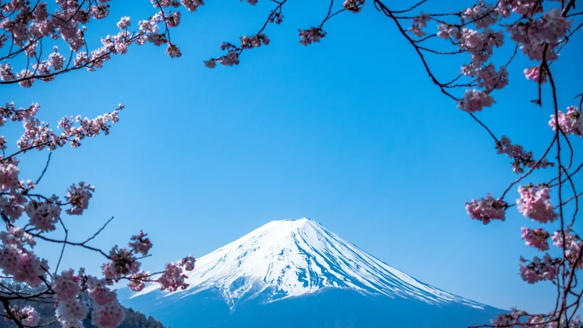 Mount Fuji rising above green tea fields