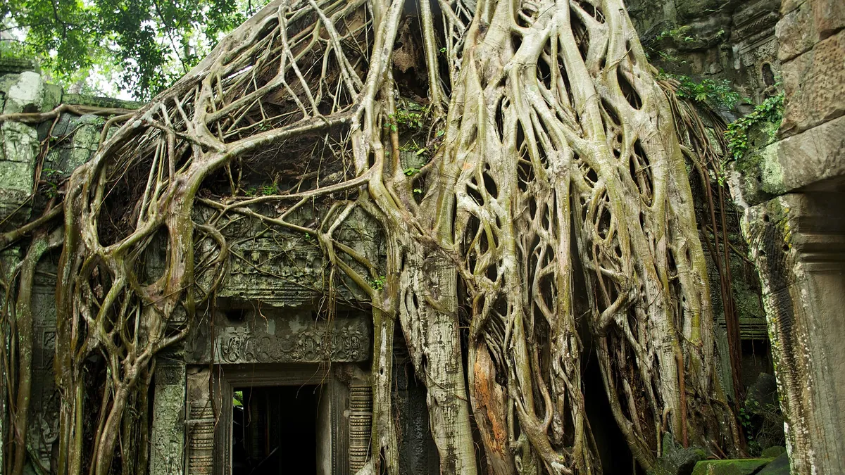 Tree roots engulfing the ruins of Ta Prohm temple